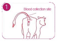 Bst Bovine Pregnancy Test 1a