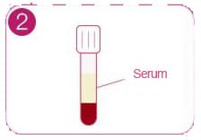 Bst Bovine Pregnancy Test 1b